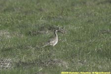 whimbrel