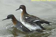 mating red-necked phalaropes