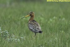 black-tailed godwit