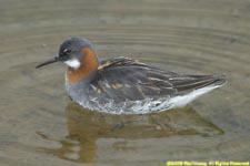 red-necked phalarope