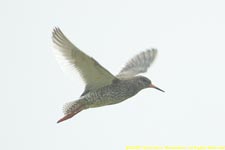 redshank in flight