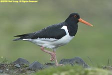 oystercatcher