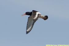 oystercatcher in flight