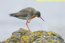 redshank