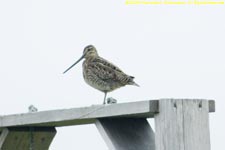 snipe