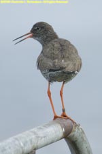 redshank