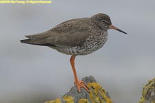 redshank