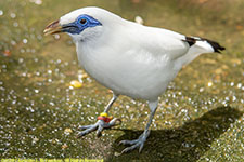 Bali starling