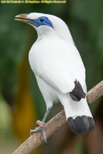 Bali starling