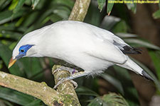 Bali starling