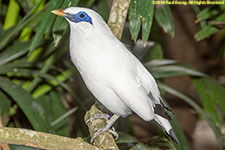 Bali starling