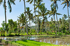 rice paddies