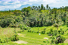 rice paddies