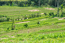 rice paddies