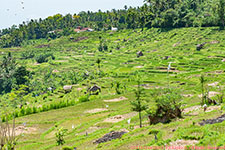 rice terraces