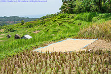 rice drying