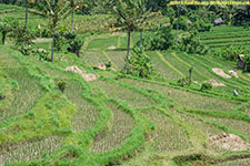 rice terraces