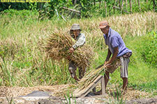 threshing rice