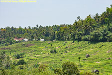 rice terraces