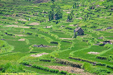 rice terraces