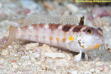 sandperch