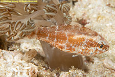 wrasse