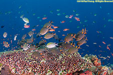 fish over coral