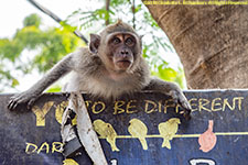 monkey climbing sign