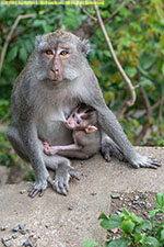 female monkey with infant