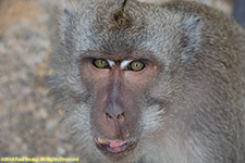 monkey portrait