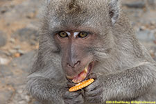 monkey eating cracker