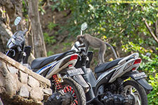 monkey on motorcycle