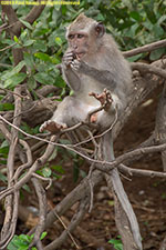 monkey eating in tree