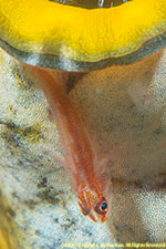 goby
