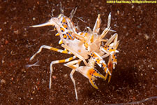 shrimp