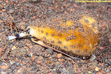 snail