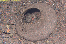 egg collar