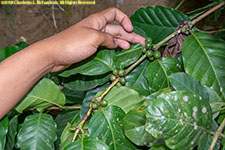 coffee growing