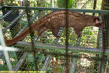 civet