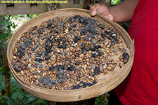 luwak droppings of coffee beans