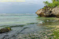 beach with seaweed