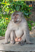 male monkey