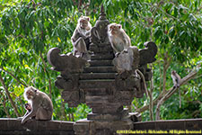 monkey family