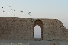 wall and birds