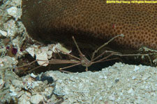 arrow crab