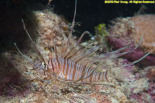 lionfish