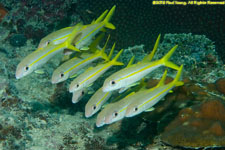 school of goatfish