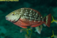 parrotfish