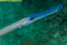 trumpetfish