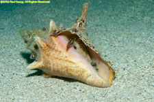 conch